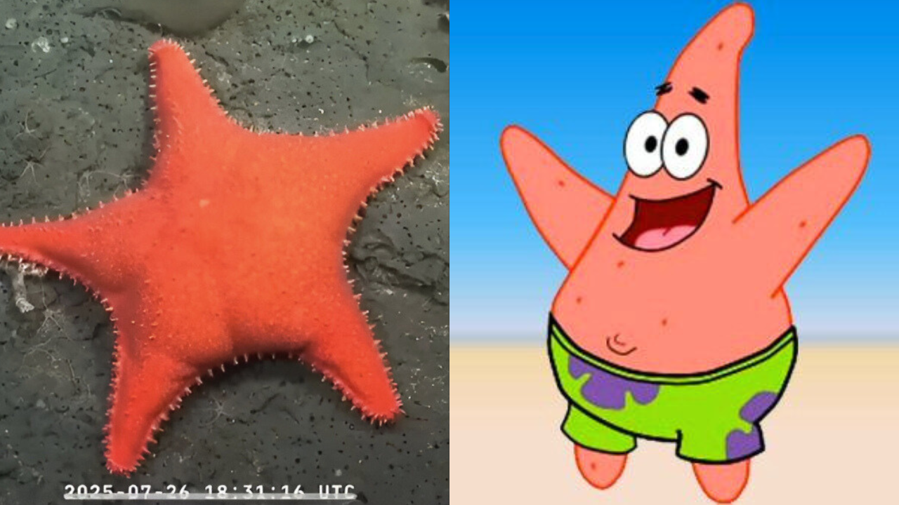 ¿Patricio Estrella? Hallan estrella de mar que causa sensación en redes
