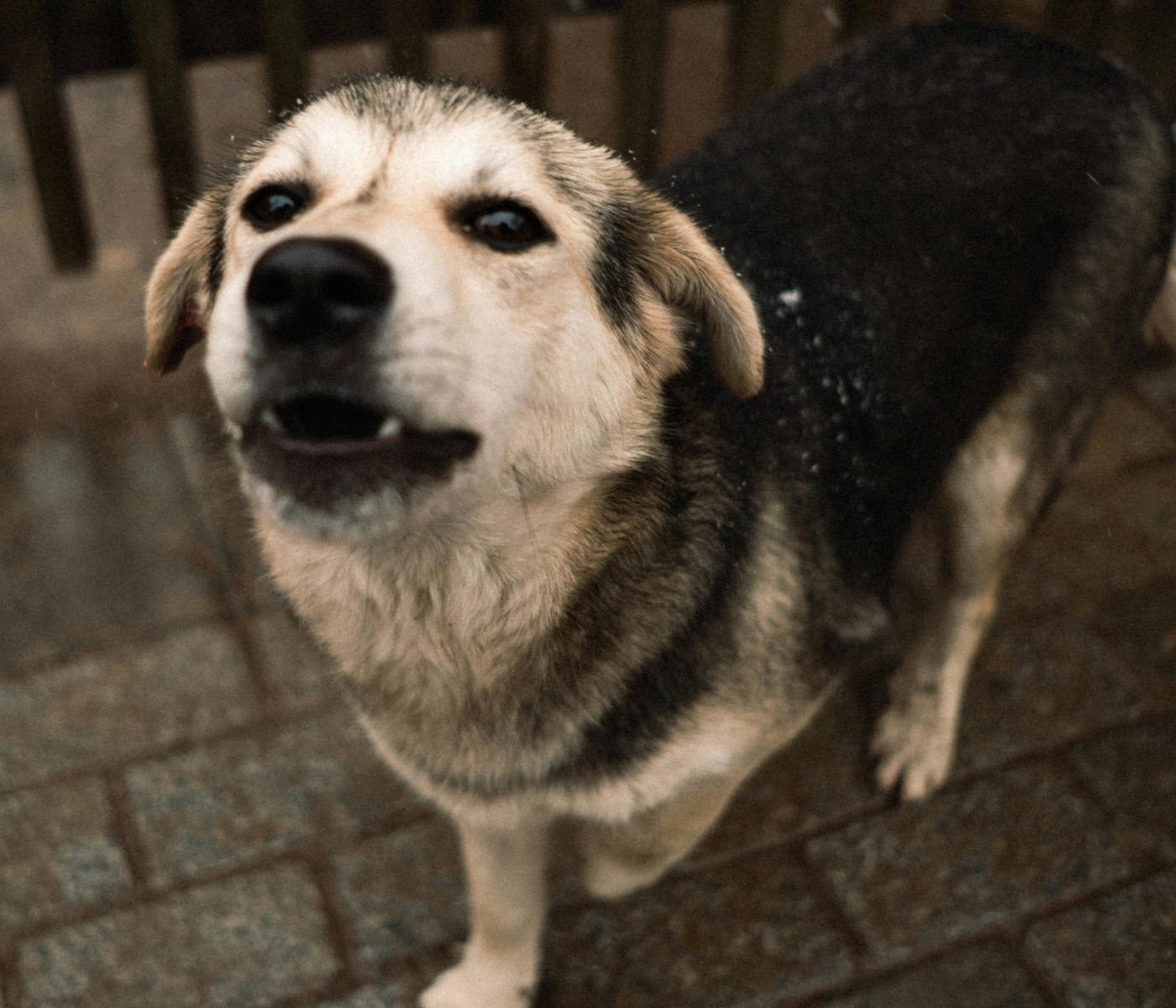 ¿Tu perro le ladra solo a algunas personas? Descubre que hay detrás de este comportamiento. [Pexels]