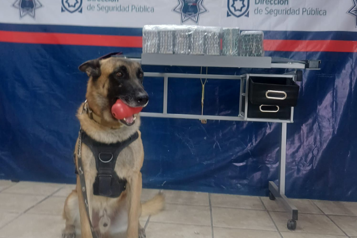 Aseguran paquete con medicamentos controlados en la Central de Autobuses de Torreón