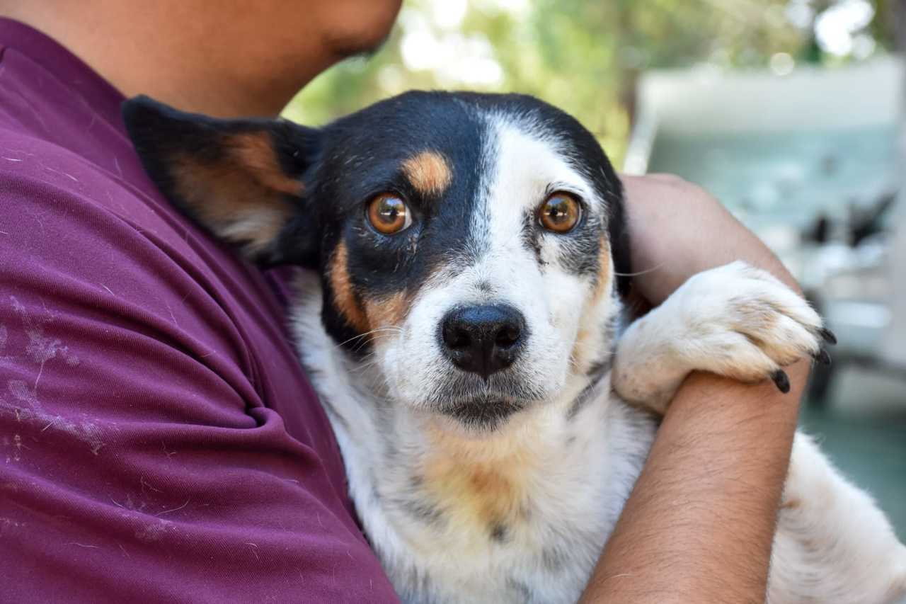 Invitan a jornada gratuita de esterilización y desparasitación para mascotas, este viernes ocho de agosto. 