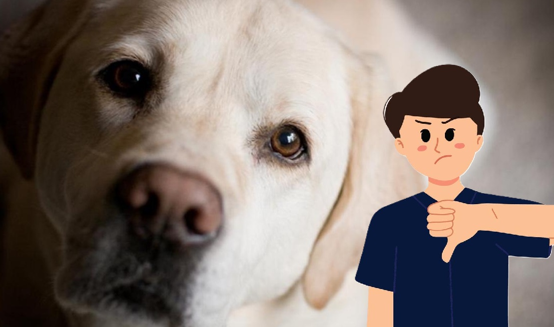 Personas a las que no les gustan los animales. 