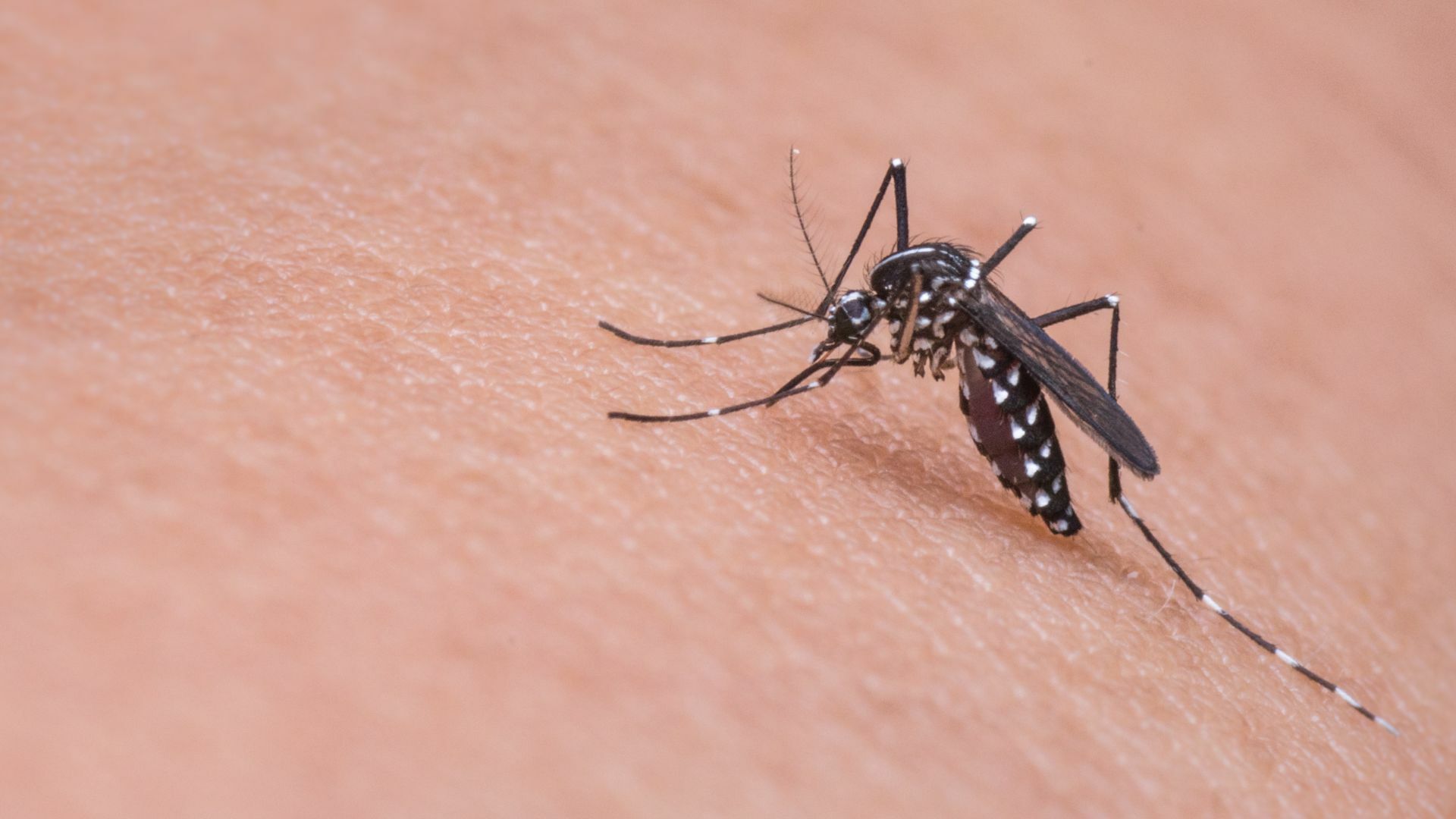 Disminuyen 94% casos de dengue en Coahuila respecto al año pasado