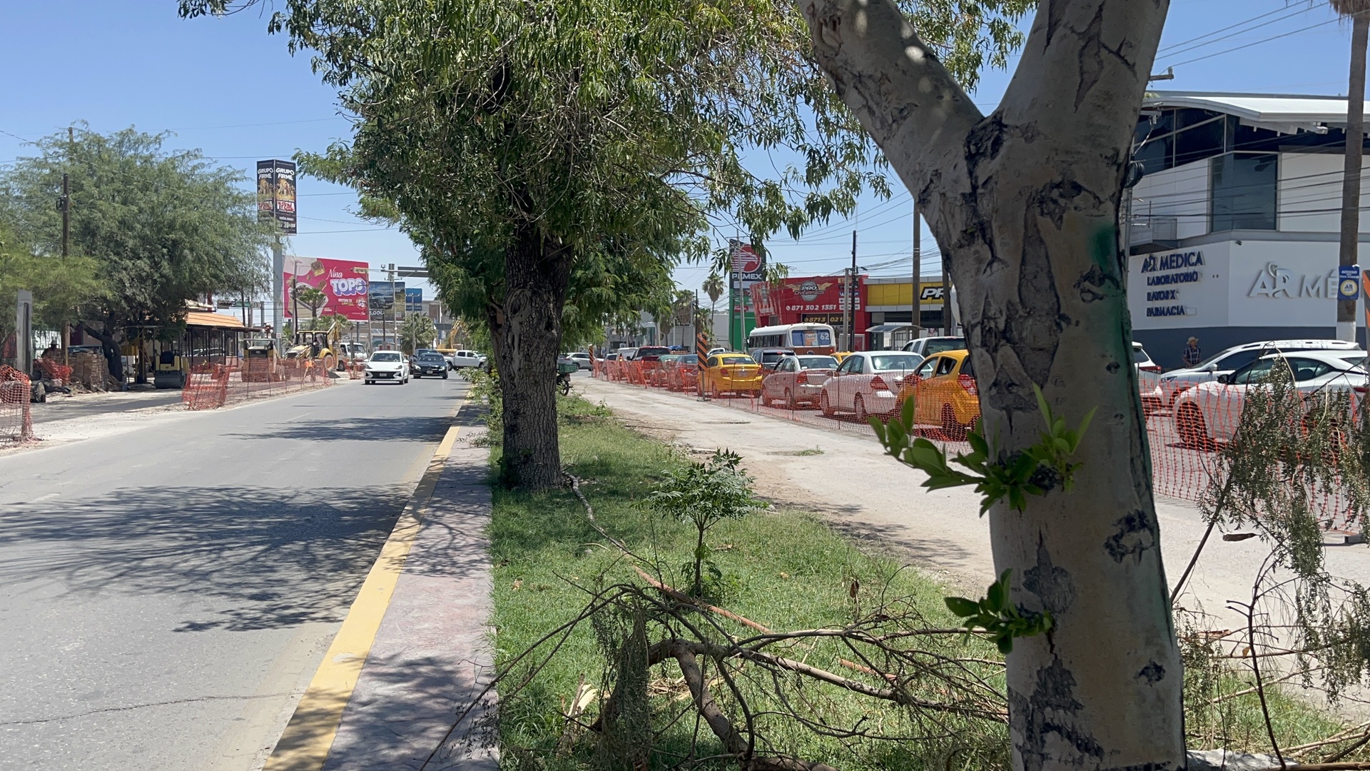 En espera, el retiro y trasplante de árboles por obras del Sistema Vial Abastos - Independencia