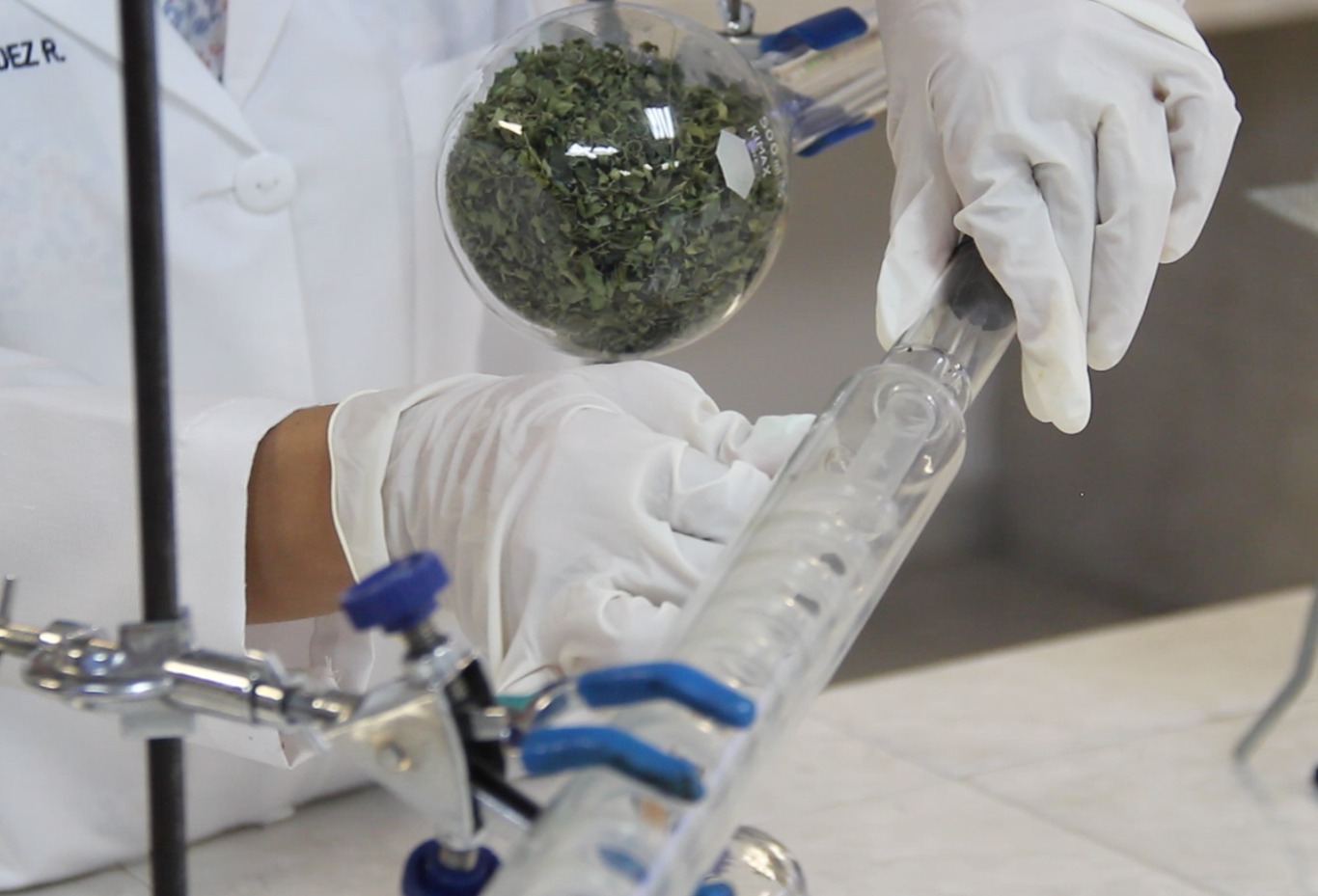 El investigador Rafael Minjares Fuentes y su equipo, exploran las propiedades moleculares de esta planta. (ARCHIVO)