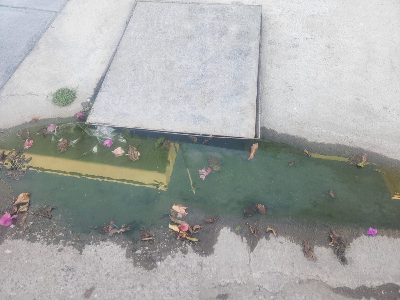 Piden atención a añejo brote de aguas negras en Nueva San Isidro