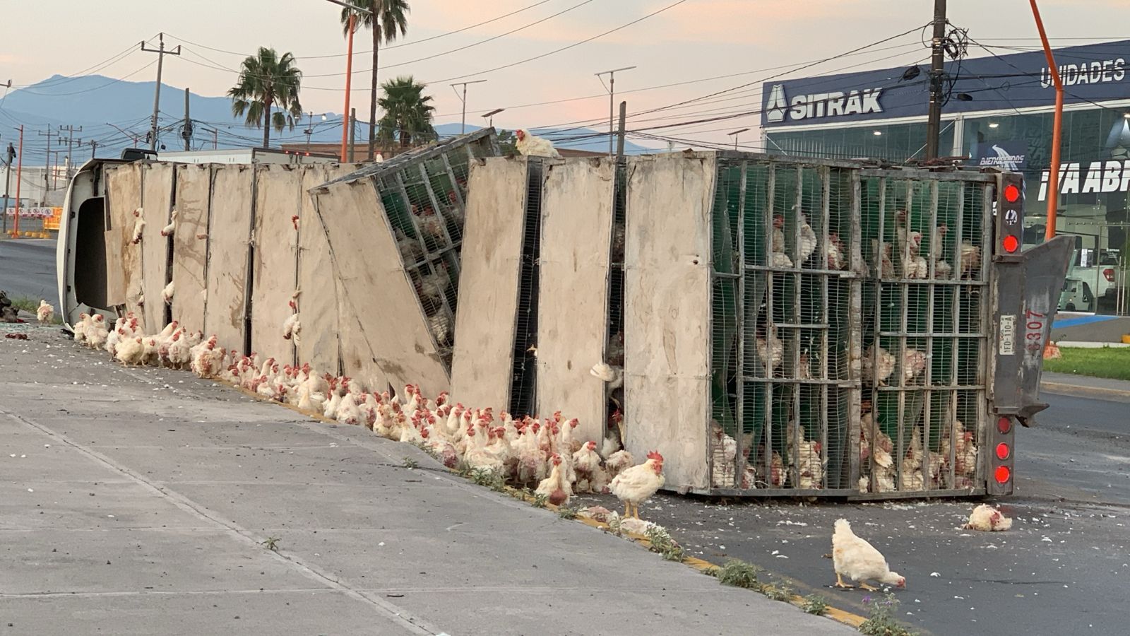 Vuelca tráiler que transportaba pollos y gallinas en Ramos Arizpe