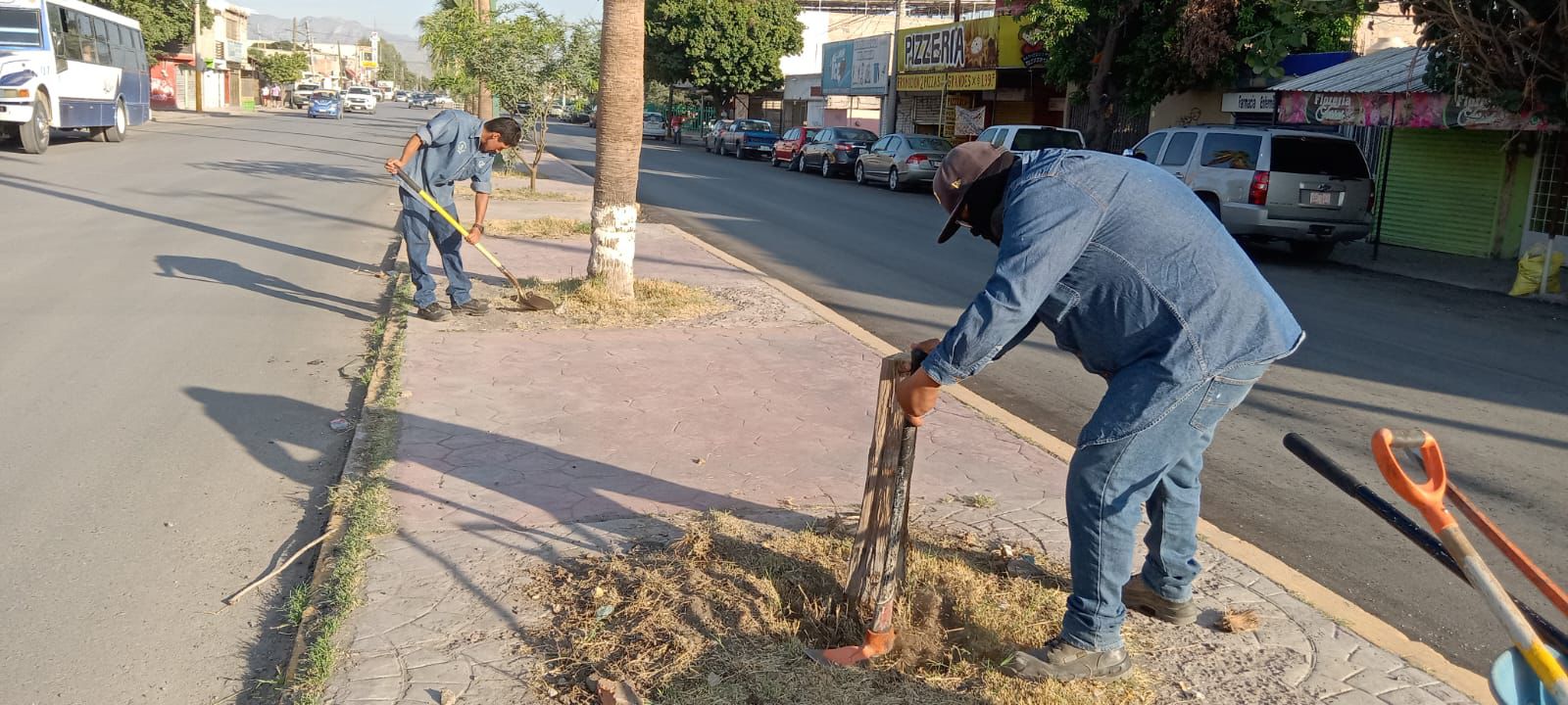Llevan a cabo limpieza integral y reforestación en el bulevar Sánchez Madariaga de Gómez Palacio