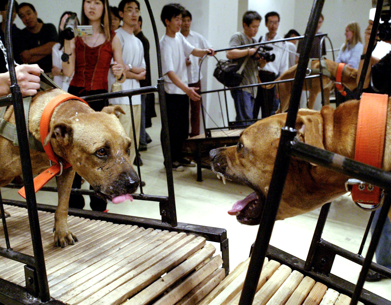 Dogs That Cannot Touch Each Other (2003) 2. Imagen sunyuanpengyu com.