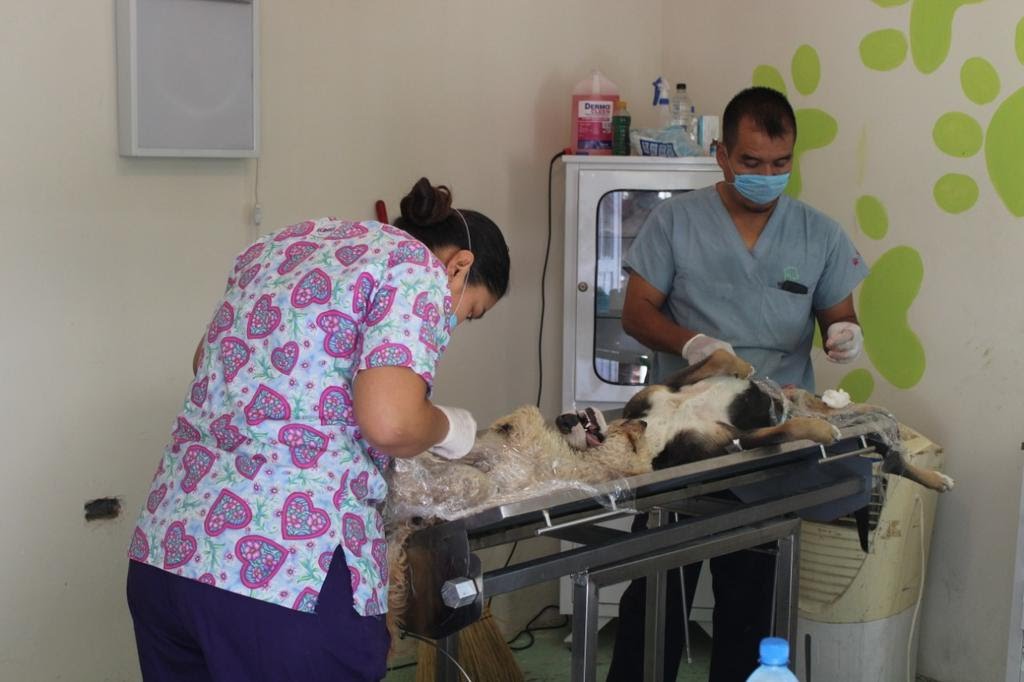 Llevarán a cabo campaña de esterilización de perros y gatos en San Pedro