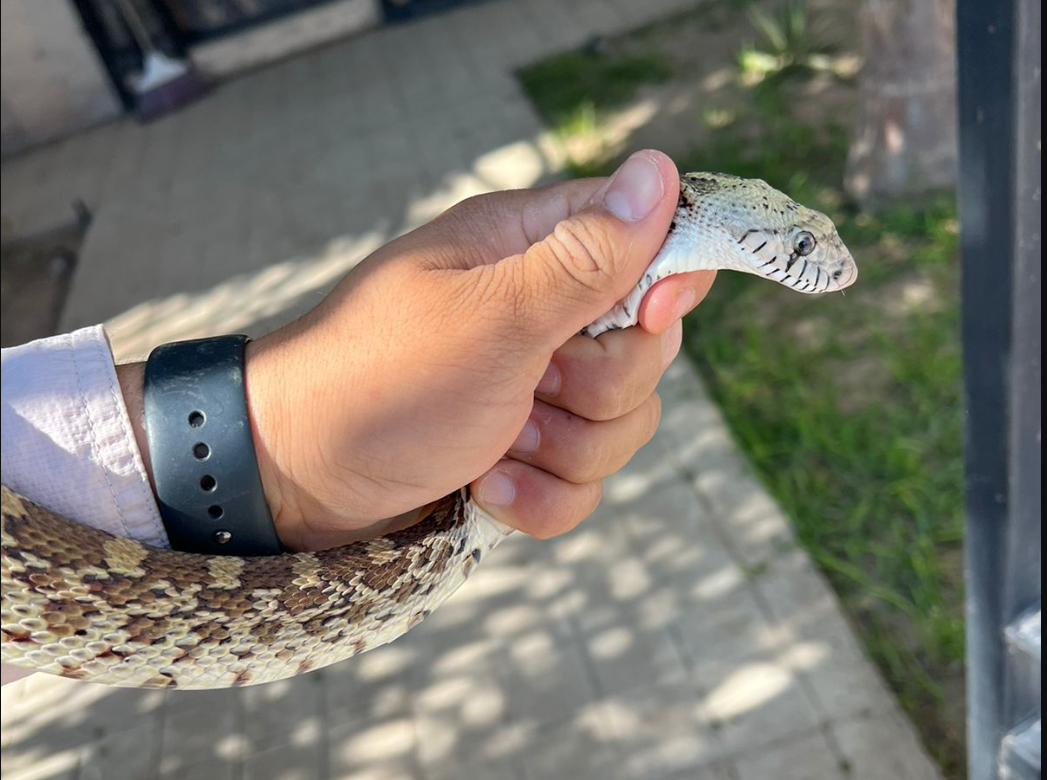 Rescatan y liberan serpiente encontrada en vivienda de Gómez Palacio