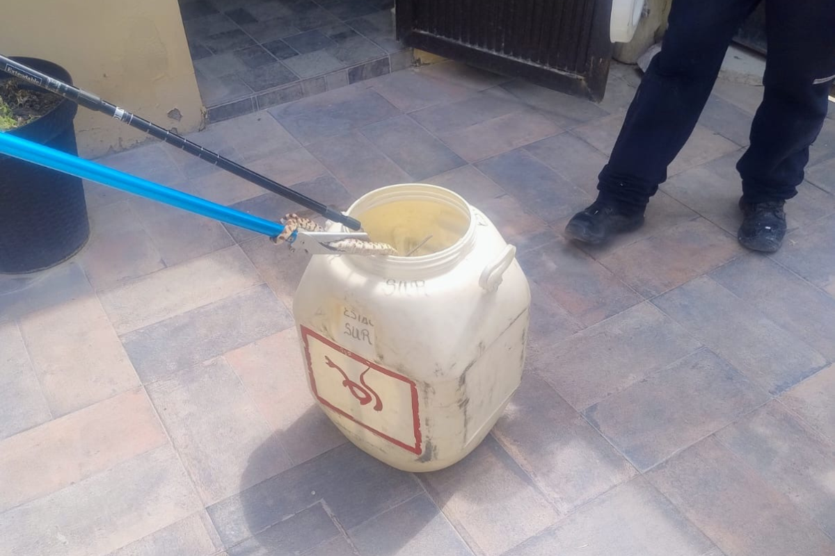 Capturan víbora de gran tamaño en vivienda de Torreón