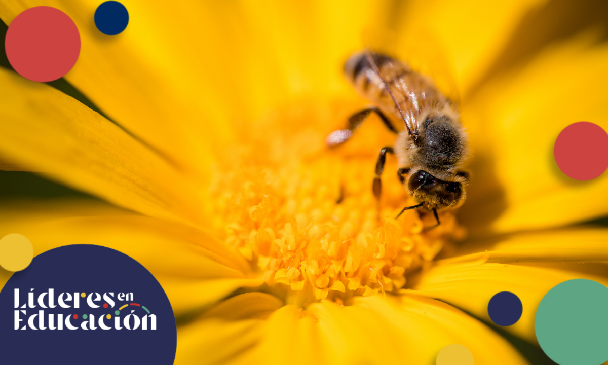 6 Curiosidades que quizá no sabías de las abejas