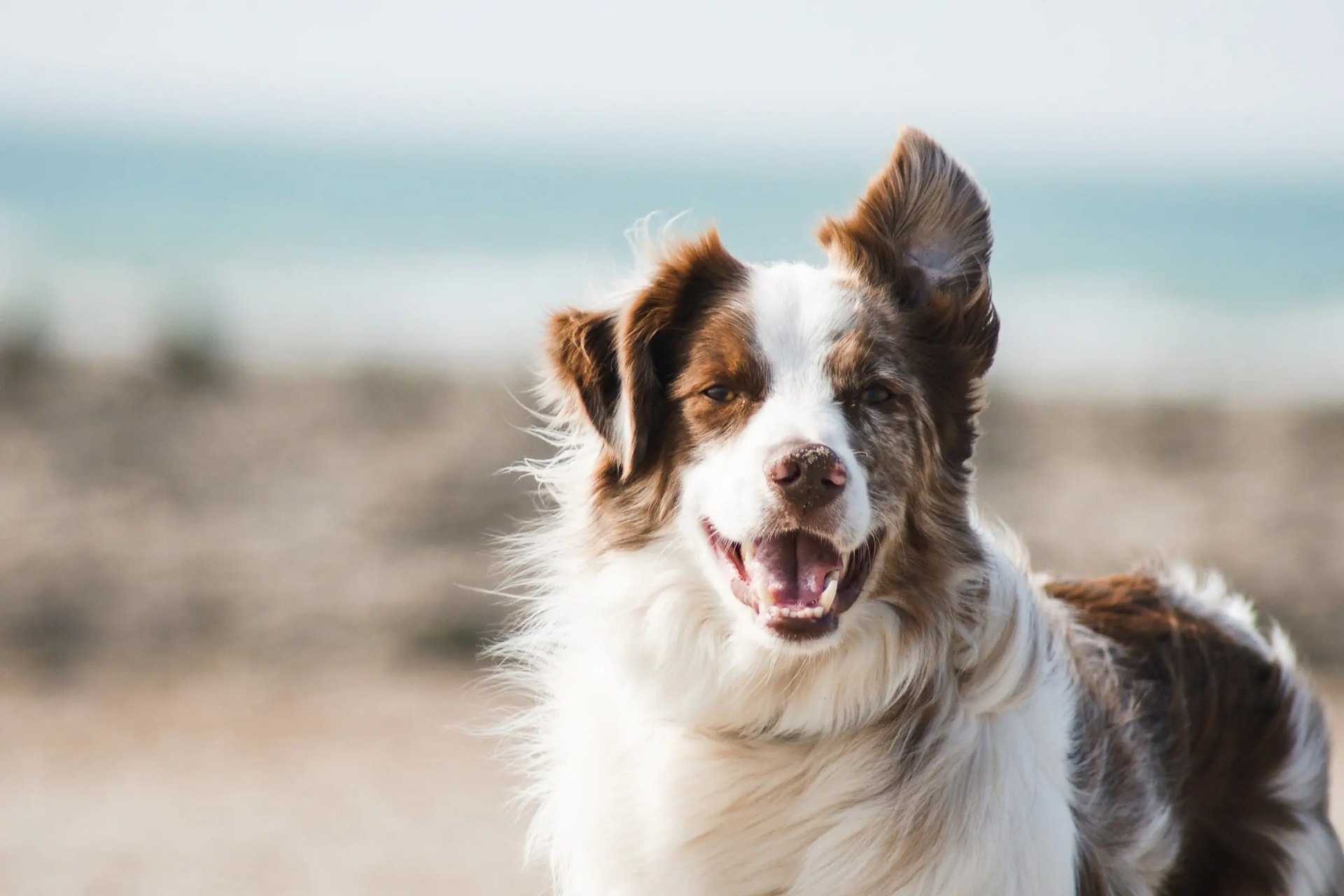 Los perros no son telépatas, pero sí expertos en leer emociones humanas/ Especial