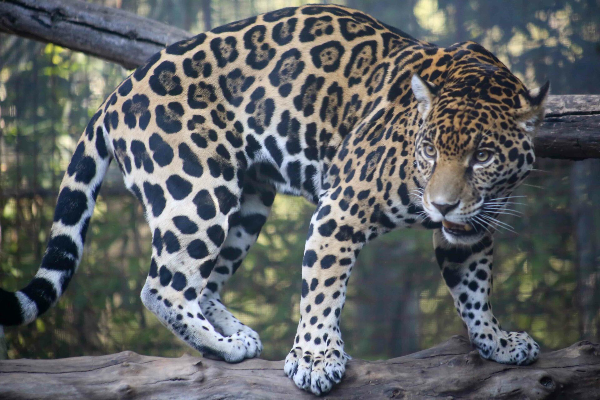 Gusano barrenador amenaza a especies silvestres; plaga persiste en sur de México
