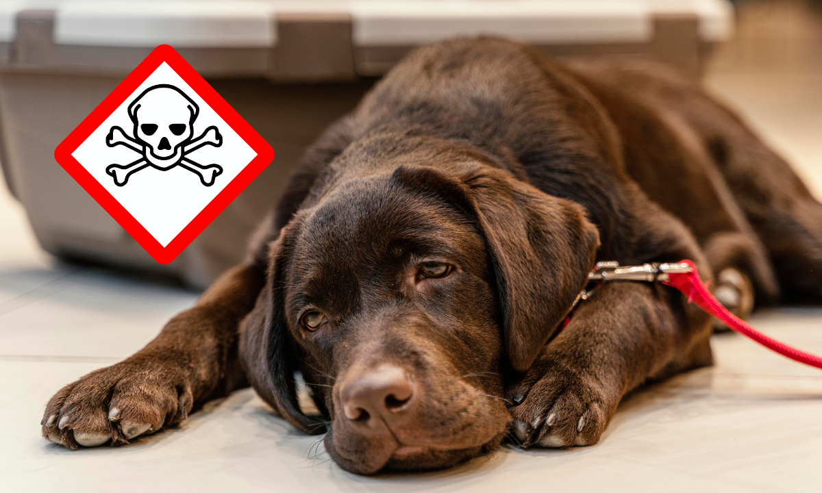 ¿Cómo identificar los síntomas de envenenamiento en tu mascota?