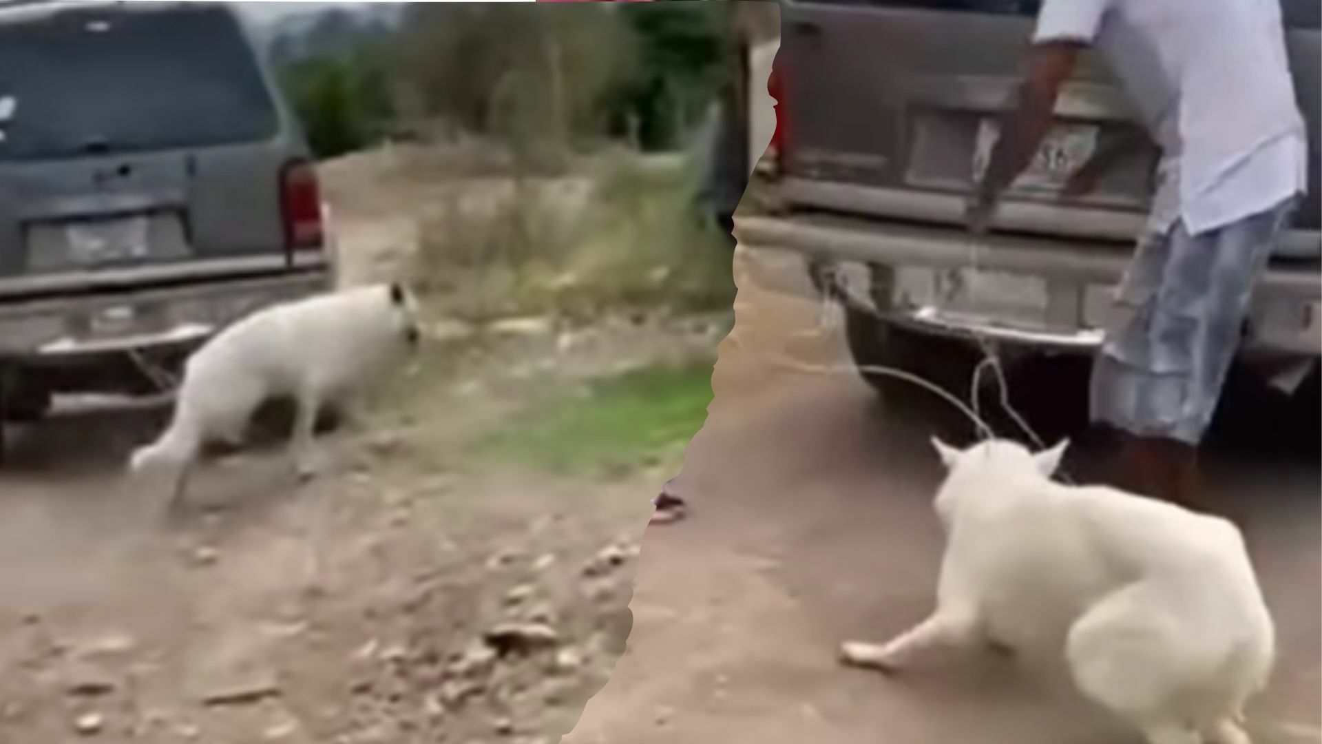 Nuevo caso de crueldad animal, ahora en Ciudad Lerdo