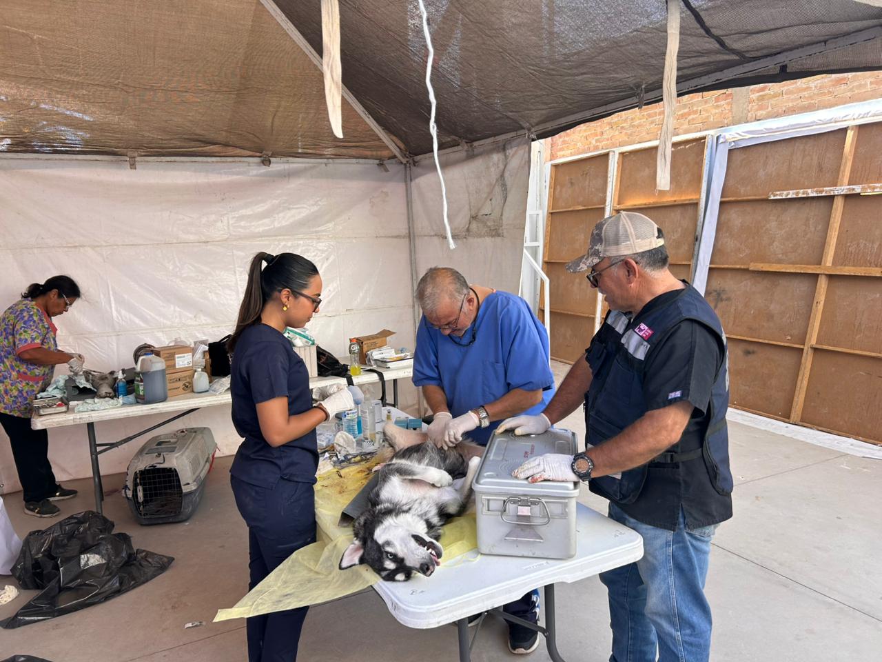 Personal de Atención y Rehabilitación Animal San Pedro participa en brigada de Matamoros
