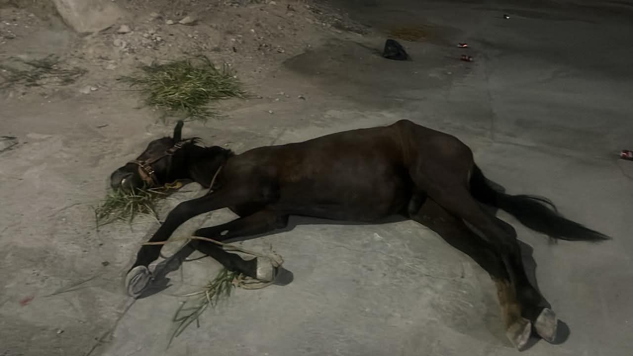 Encuentran caballo abandonado y herido en el bulevar Laguna Sur