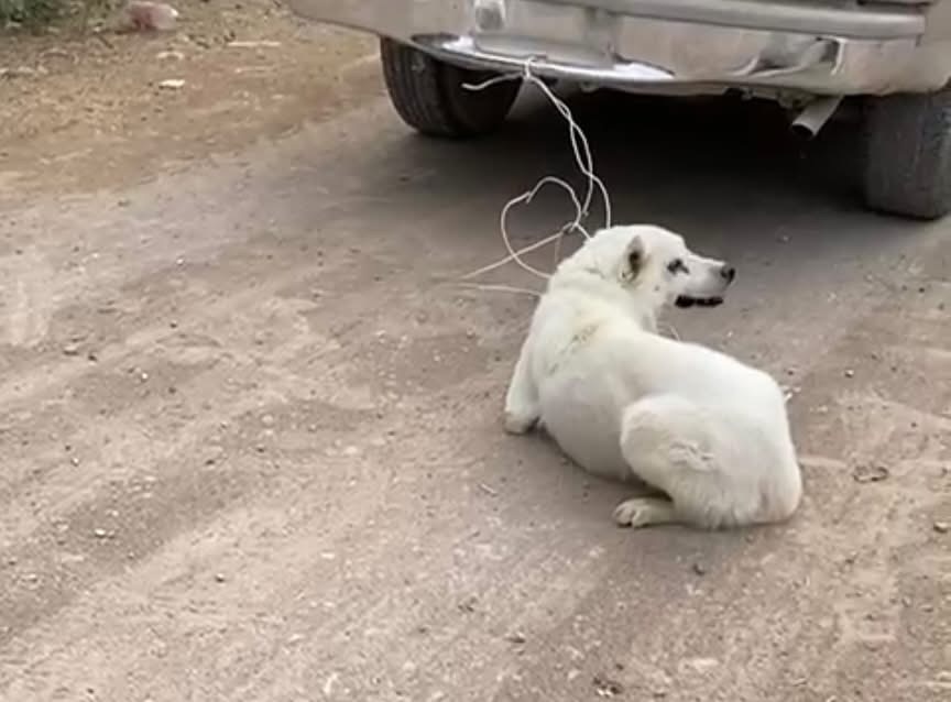 Presentan denuncia por el caso del perro arrastrado por una camioneta en movimiento en León Guzmán
