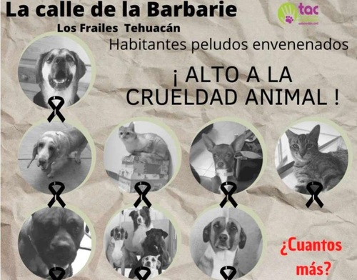 Envenenan a 16 perros y gatos con dueños en Puebla